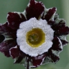 Primula Auricula Hinton Admiral - Abriachan Nurseries